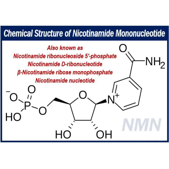 Nicotinamide Mononucleotide NMN