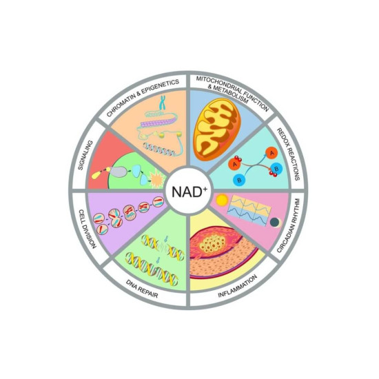 Nicotinamide Mononucleotide NMN