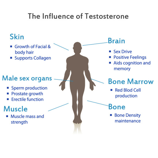 Testosterone 500