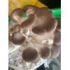 Fresh Mushroom NZ Grown