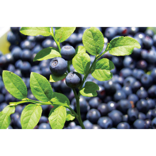 GO Healthy GO Bilberry 30,000mg 60 Capsules