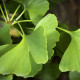 Ginkgo 10000 Plus