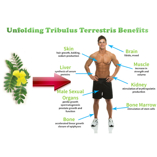 Tribulus Terrestris Testosterone