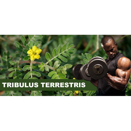 Tribulus Terrestris Testosterone