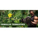 Tribulus Terrestris Testosterone