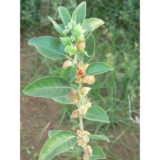 Ashwagandha Stress Shield