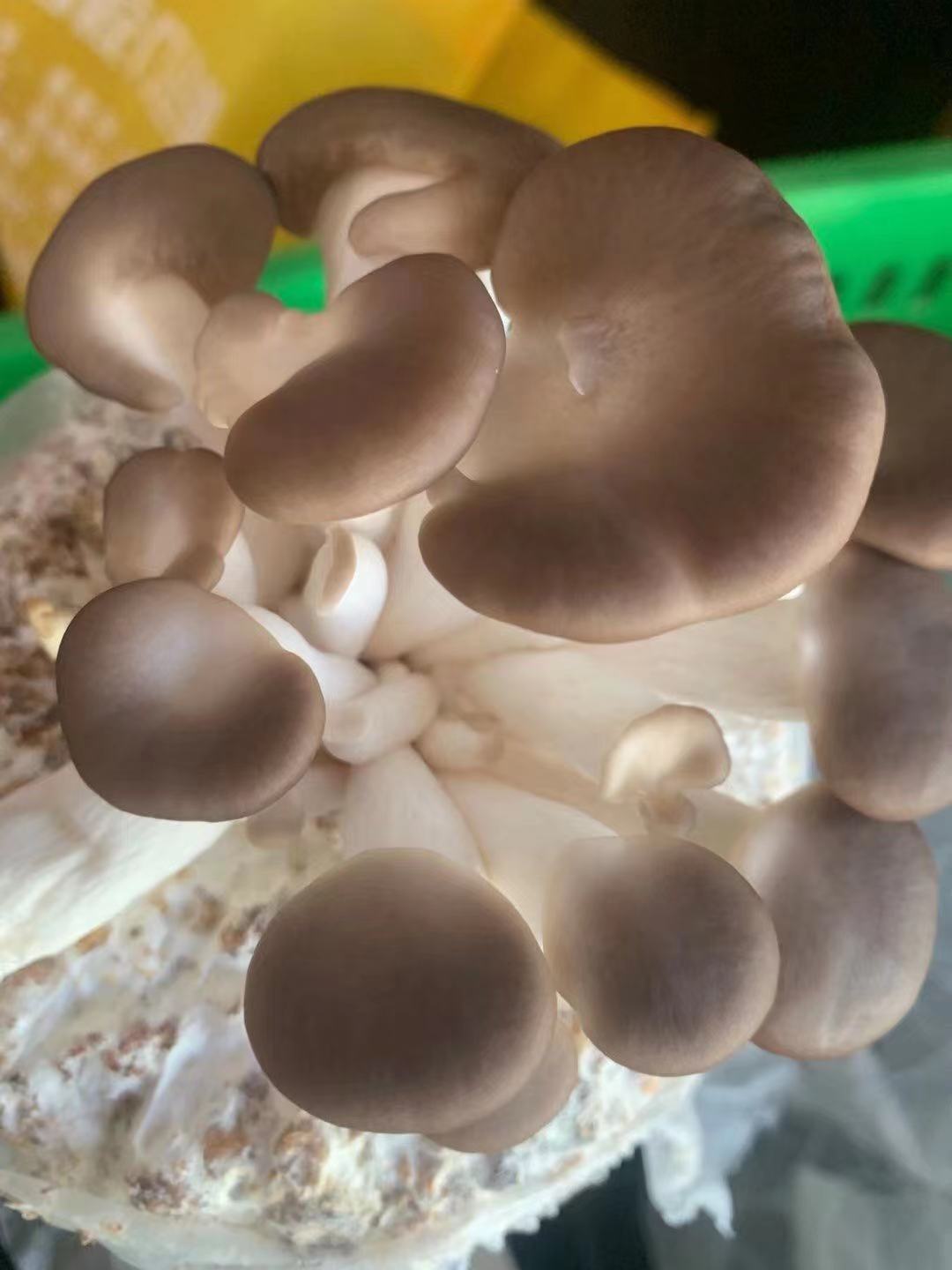 Fresh Mushroom NZ Grown 1.5kg